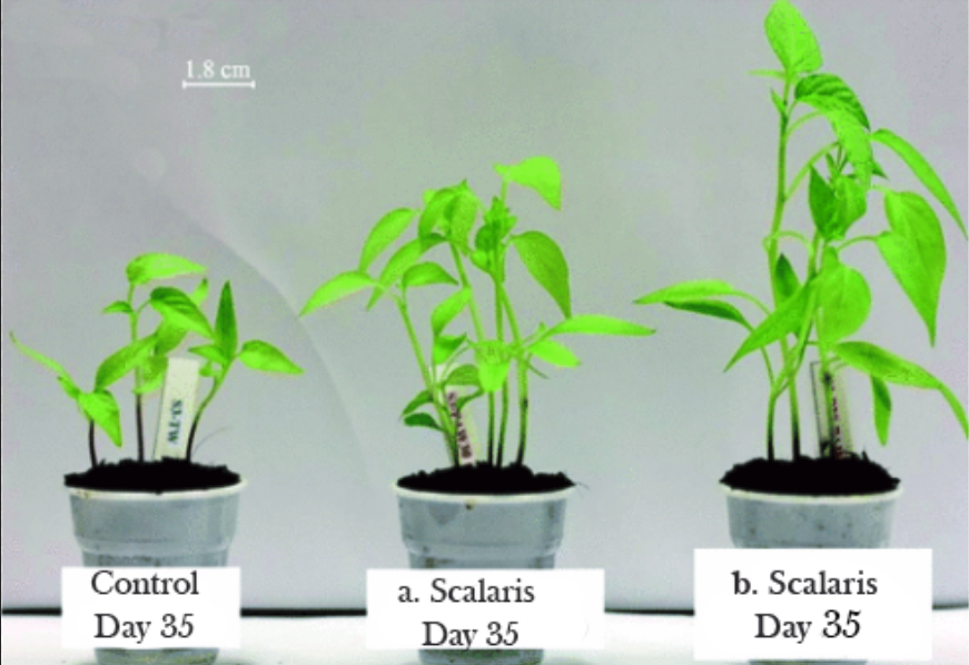 35-day pepper plant growth comparison showing control spring water vs Scalaris enhanced treatments
